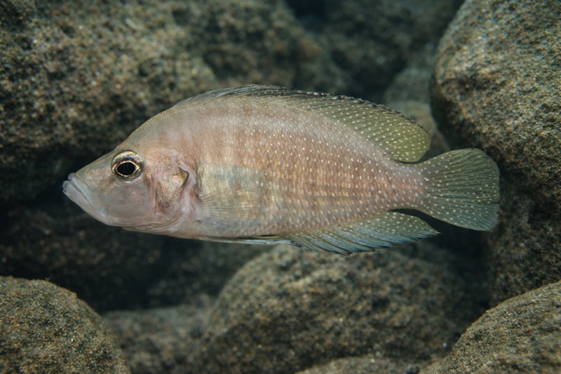 Altolamprologus compressiceps 'Msalaba'